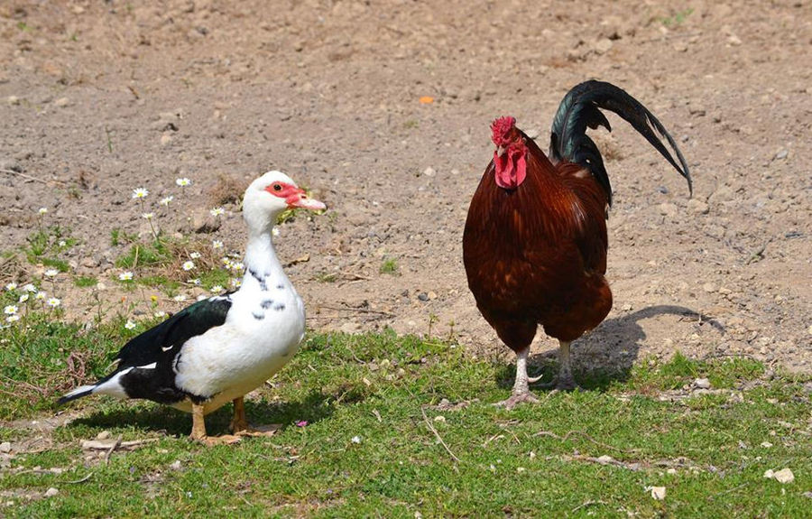 a duck and a cock in the green grass at En Kefallinia Organic Farm Restaurant