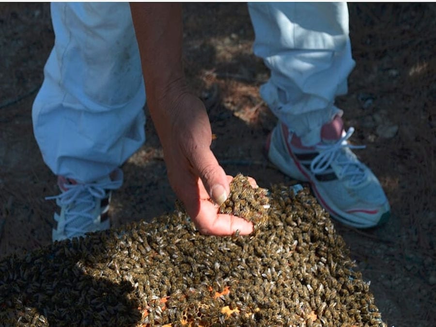 man holding bees on top the honeycomb with bees at 'Melissavet'