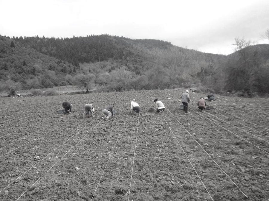 men planting seedlings in the ground at 'Olympus Herbs' crops