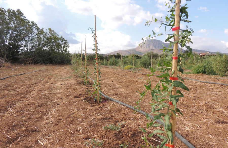 rows of goji berries sapling at Kollia Organic Farm crops