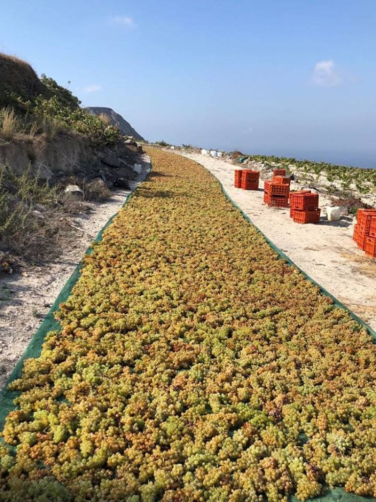 grapes on the ground for drying in the sun at Tselepos Winery outside