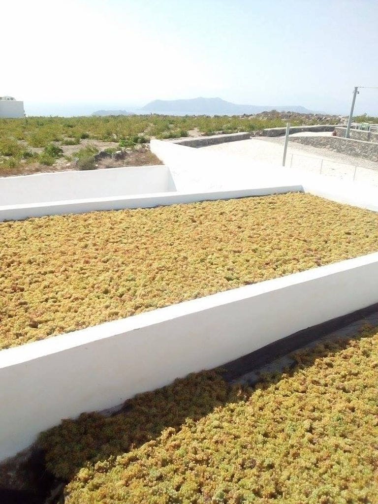 grapes spread on the floor under the sun at 'Venetsanos Wine Museum'