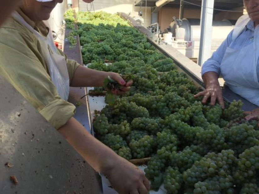 women selecting white grapes on conveyor belt at 'Wine Art Estate' facilities