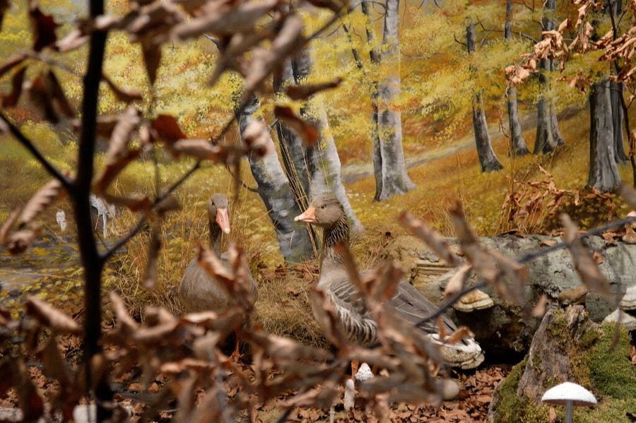 wild duck specimens in forest habitat at 'Mushroom Museum Meteora'