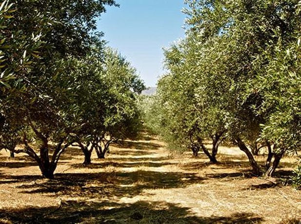 olive trees in nature at Blackbird Natural Treasures