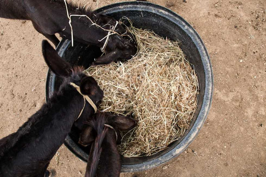 view from above of donkeys eating hay from a big bucket outside at 'Gala Onou' farm