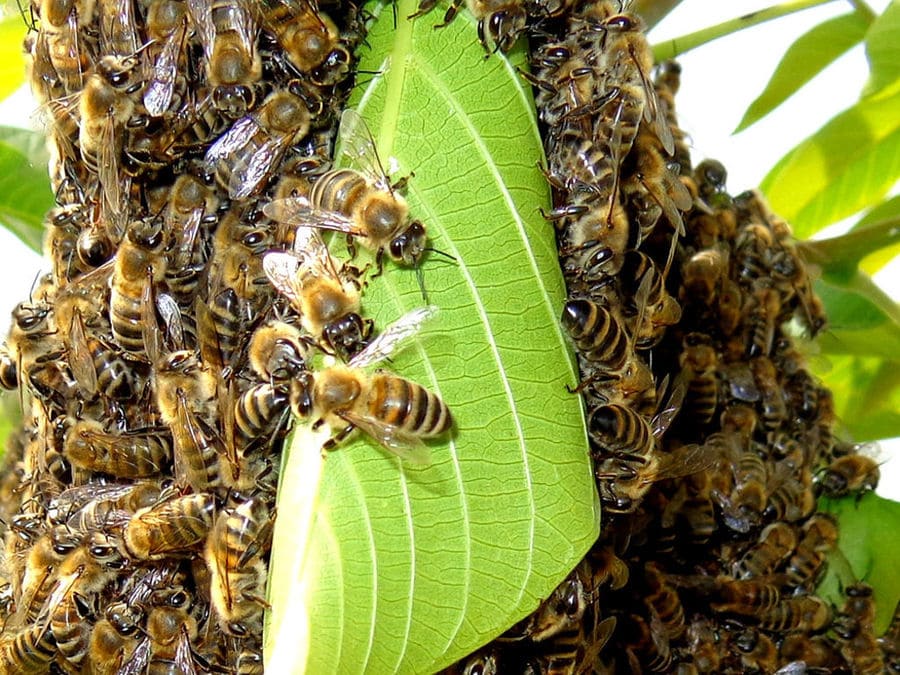 a swarm of bees on big leave around 'Gea Olympou'