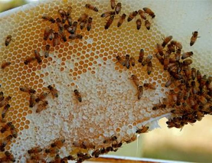 close-up of honeycomb panel with honey and bees at Melostagma