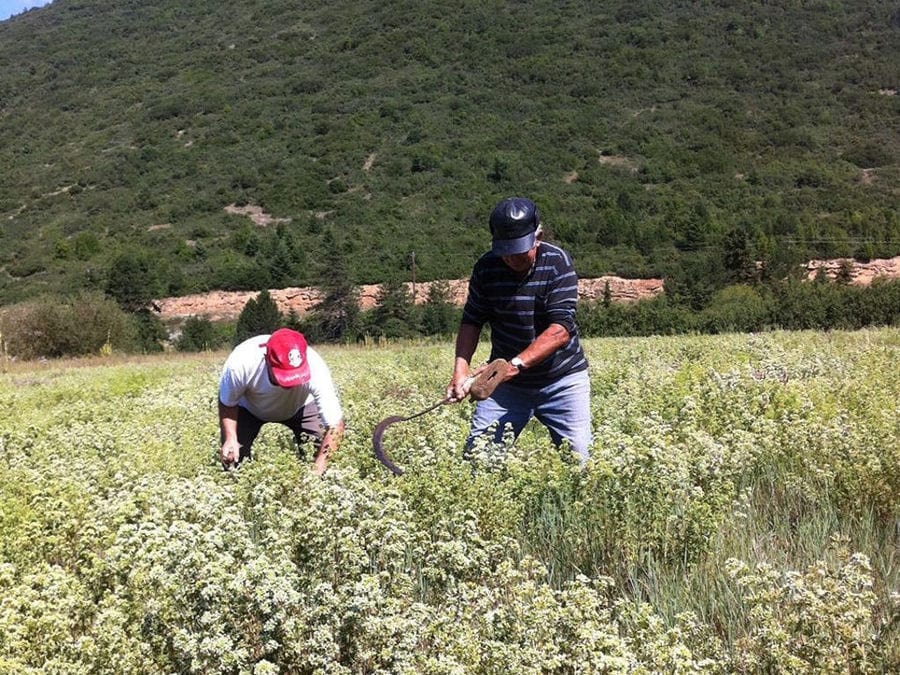 harvest 'Olympus Herbs' ripe Sideritis crops, a man using a sickle and the other picking