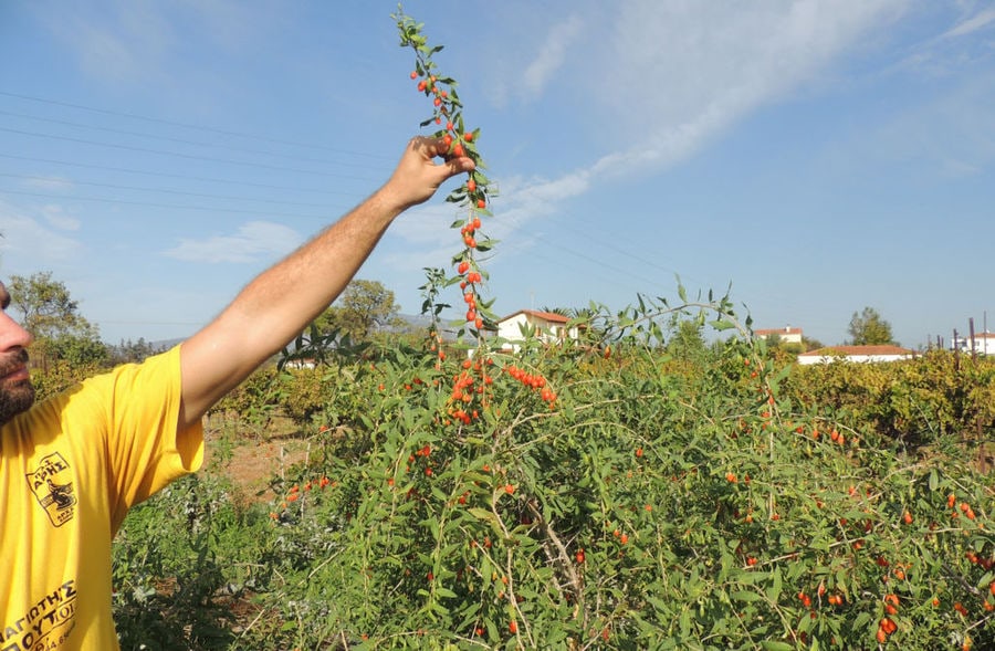 man holding a branch with fresh goji berries at Kollia Organic Farm crops and showing it at the camera