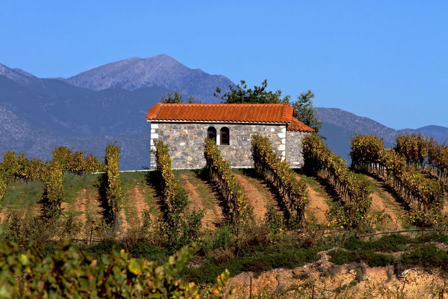 rows of vines in the background of blue sky and mountains and Tselepos Winery