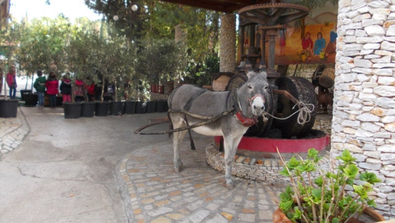 donkey in front the old stone grape press at Zahaios winery outside