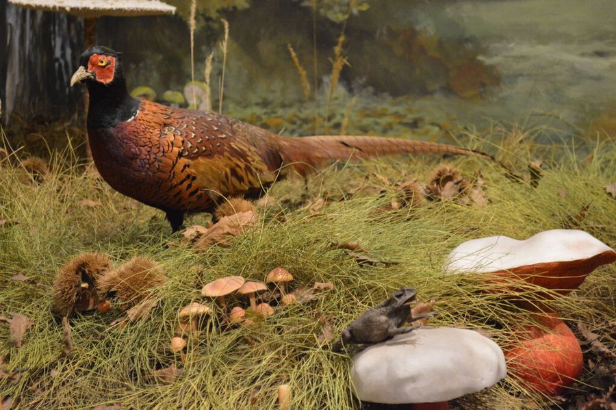 red and black pheasant specimen at 'Mushroom Museum Meteora'