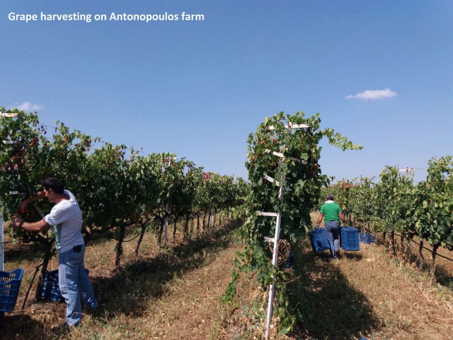 men picking grapes at Antonopoulos Farm vineyards