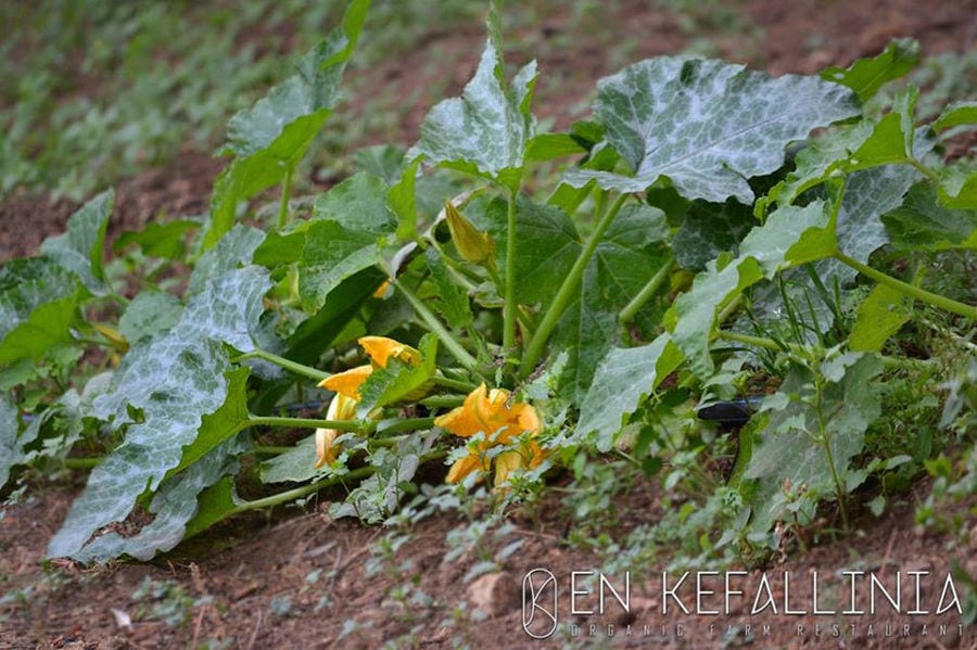 Plant pumpkins with yellow flowers on the ground at En Kefallinia Organic Farm Restaurant garden