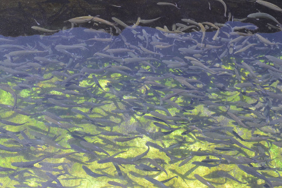 close-up of trouts in water at G-Fish company