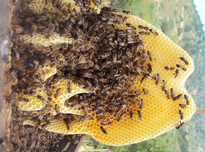 close-up of a honey comb with bees at 'Melissavet'