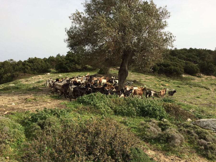 a group of white and brown goats from 'Naos' farm in the shade of the olive tree