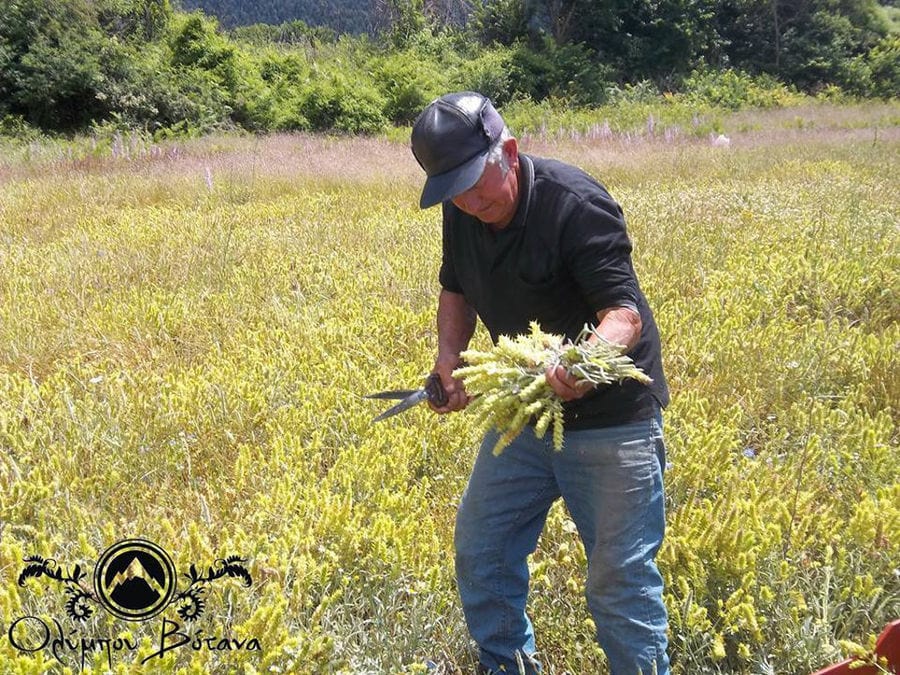 man picking fresh Sideritis with a sickle from 'Olympus Herbs' crops