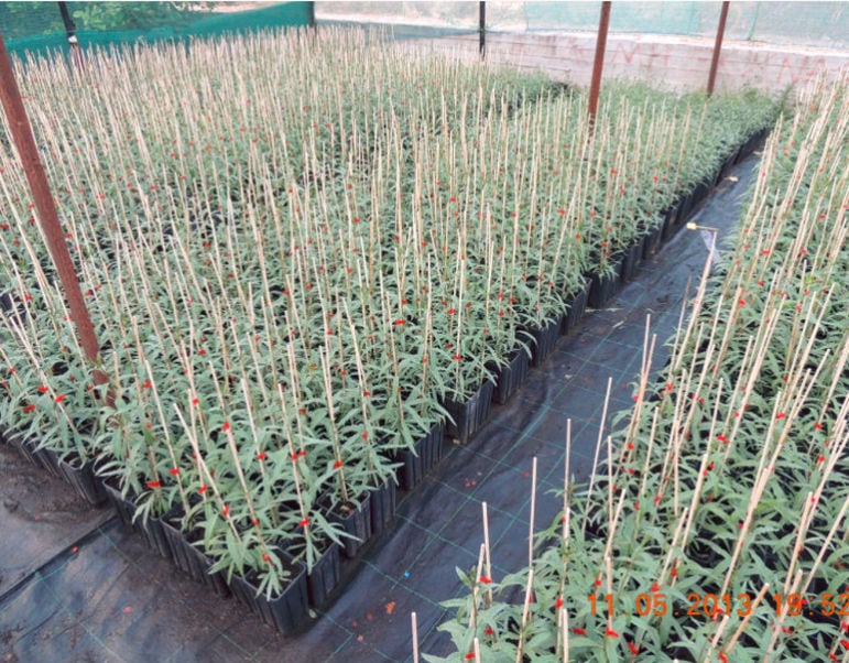 view from above of rows of plastic pots with goji berries sapling at Kollia Organic Farm greenhouse