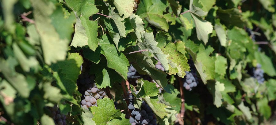 bunches of black grapes on the brunch at 'Tsililis' vineyards