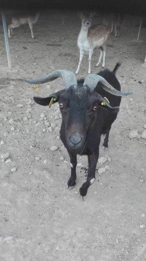 A black goat looks at the camera at Perivolaki farm