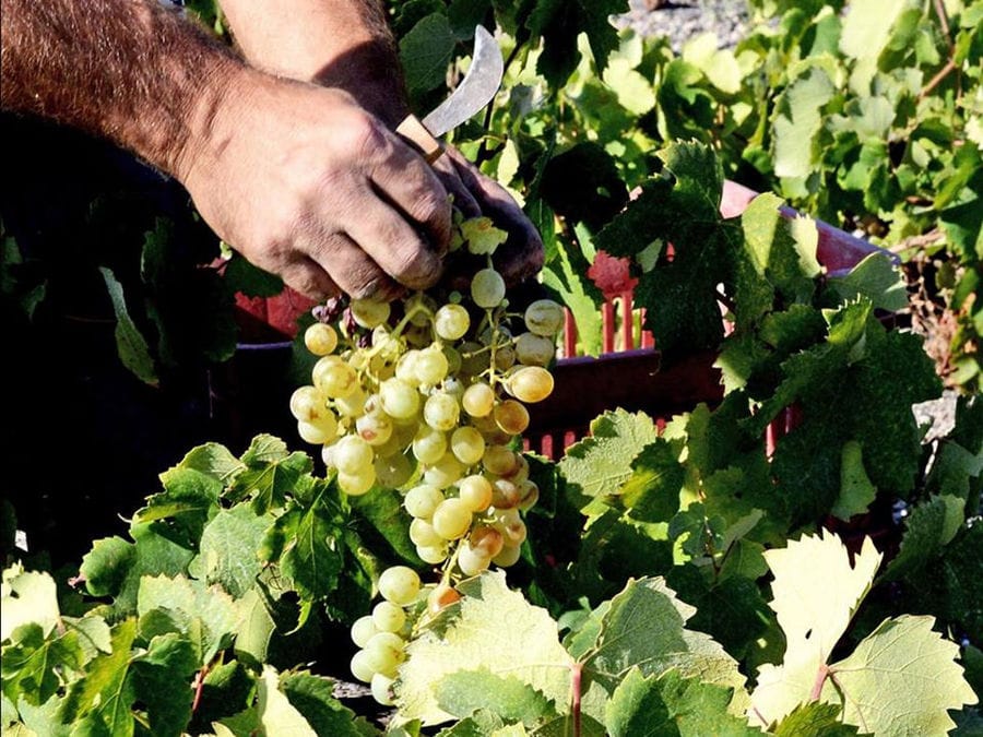 man picking grapes in the 'Artemis Karamolegos Winery' vineyard