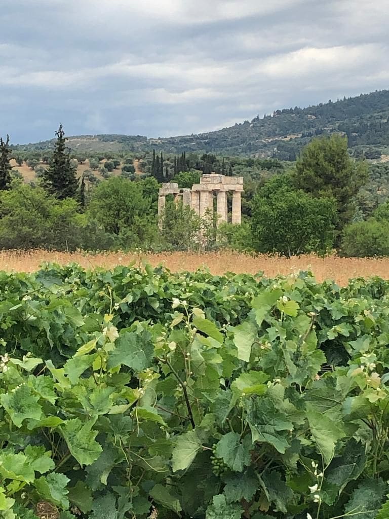 Close-up of Nemean vineyards and an ancient temple in the background