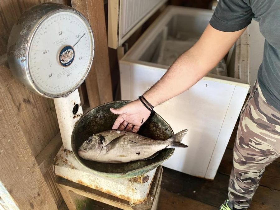 Close-up of a man weighs a fresh fish on a weighing scale