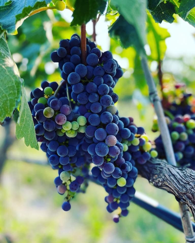 Close-up of bunches of black grapes at Jima Winery vineyards