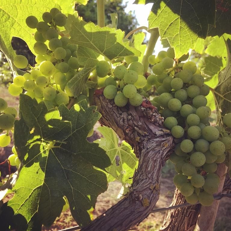 Close-up of bunches of white grapes at Jima Winery vineyards