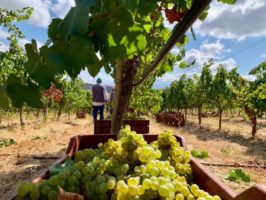 Close-up of crate with bunches of white grapes at Domaine Paterianakis vineyards and man picking grapes in the background