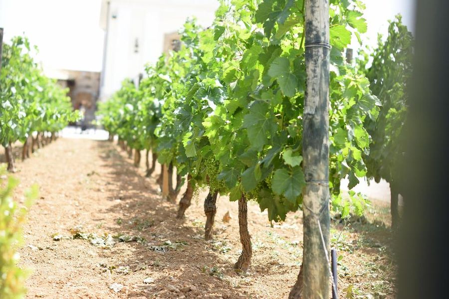 Close up of two rows of vines at Gikas winery vineyards