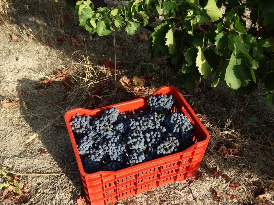 A vibrant red basket overflows with succulent red grapes, enticingly fresh and plump. A tantalizing display of nature's bounty, ready to be savored and enjoyed.