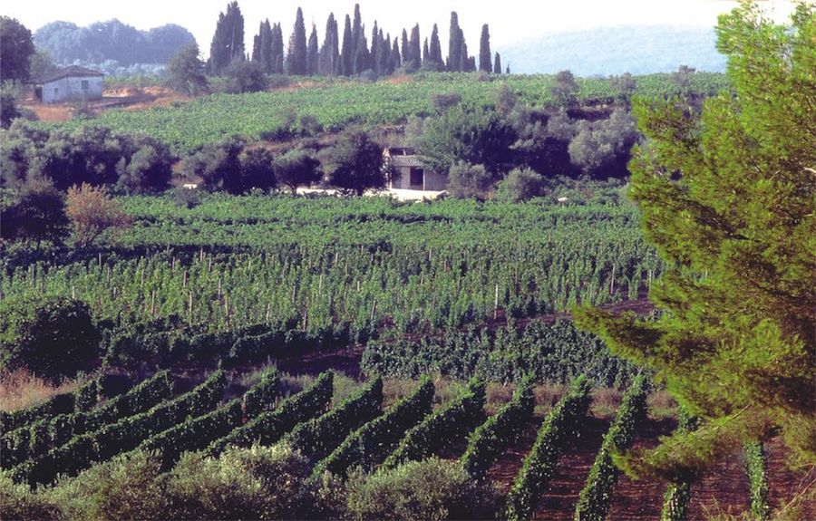 Domaine Dereskos winery surrounded by vineyards and trees