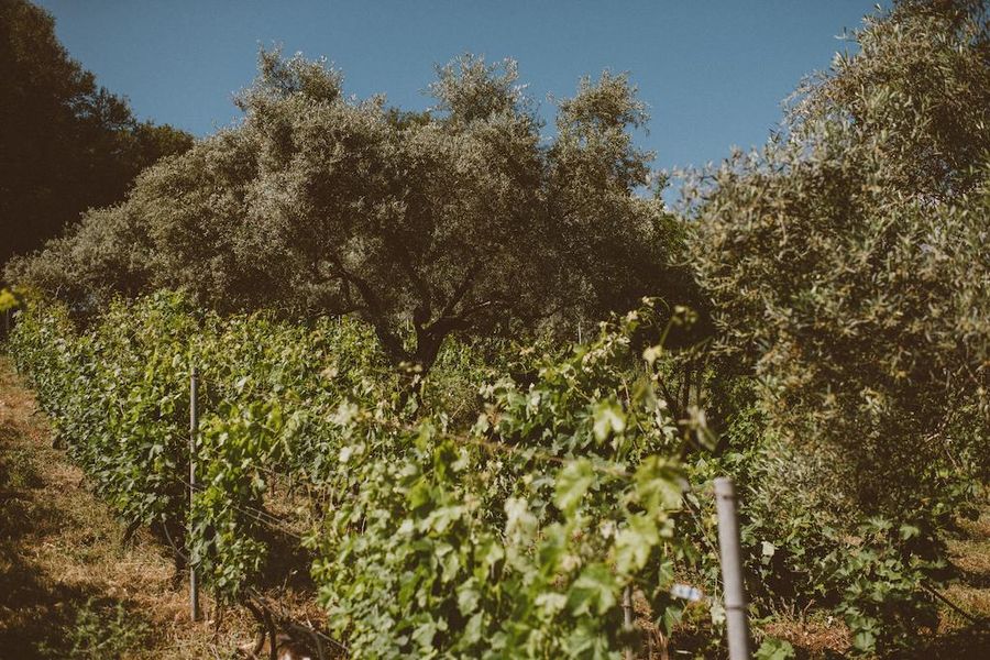 Dourakis vineyards with the mountains, olive trees and the sky in the background