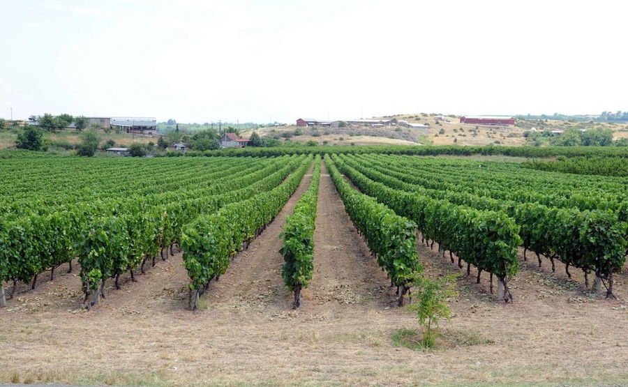 rows of vines at 'Foundi Estate' vineyards in the background of trees and mountains