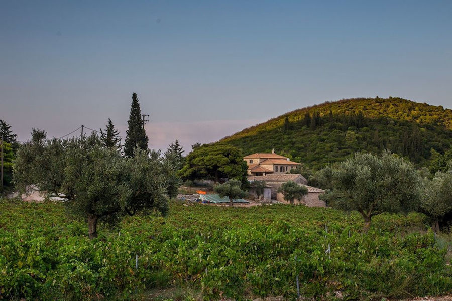 far view of Goumas Estate Art Wine building surrounded by vineyards, trees and a mountain