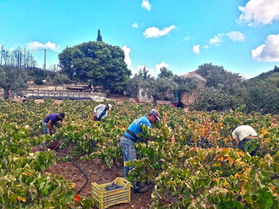 men picking grapes in Goumas Estate vineyard