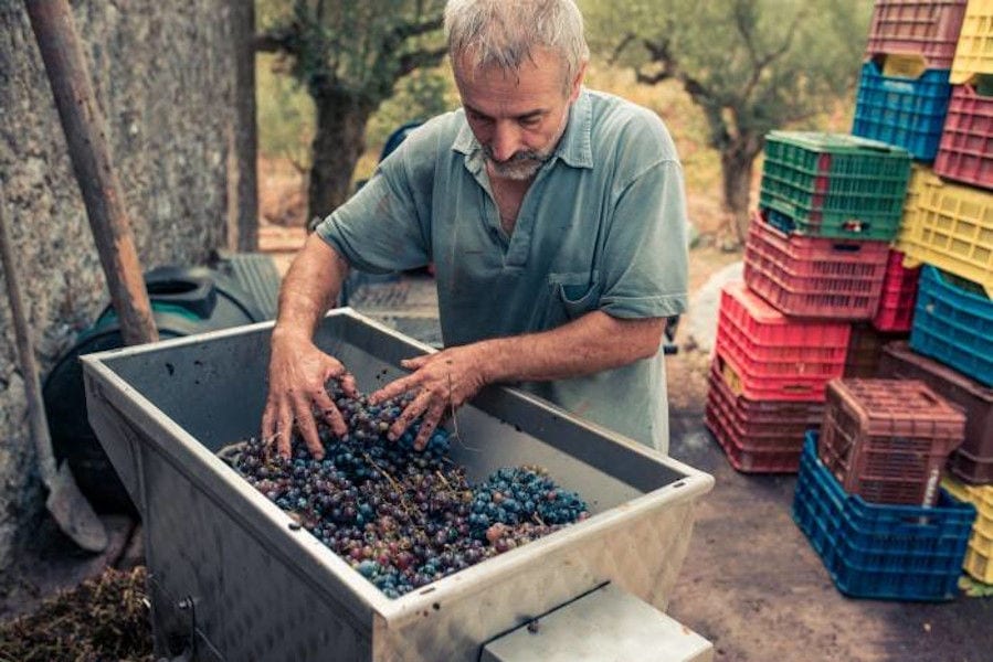 man feeding with grapes the press machine at Goumas Estate Art Wine outside