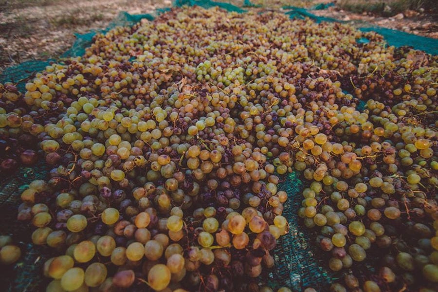 spreading grapes on blue raffia on the ground at Goumas Estate outside