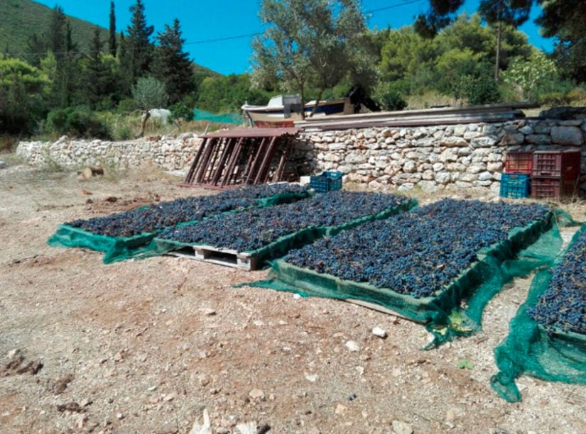 spreading black grapes on blue raffia on the wood panels on the ground at Goumas Estate Art Wine outside