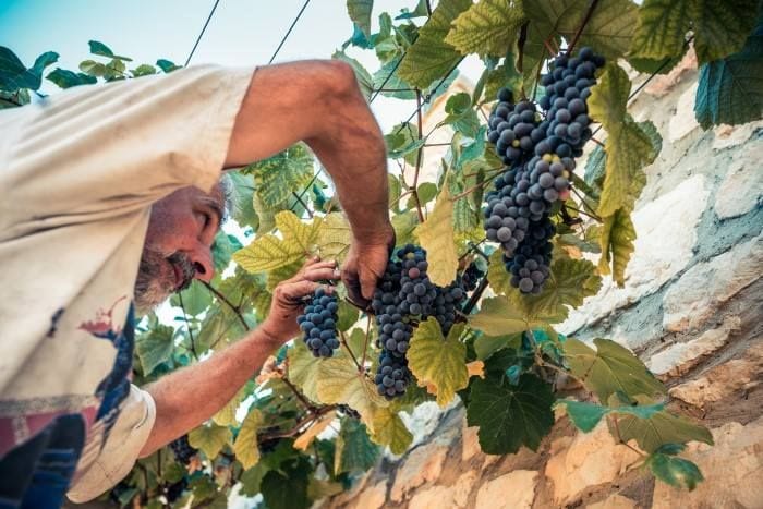 man picking black grapes at Goumas Estate Art Wine vineyard