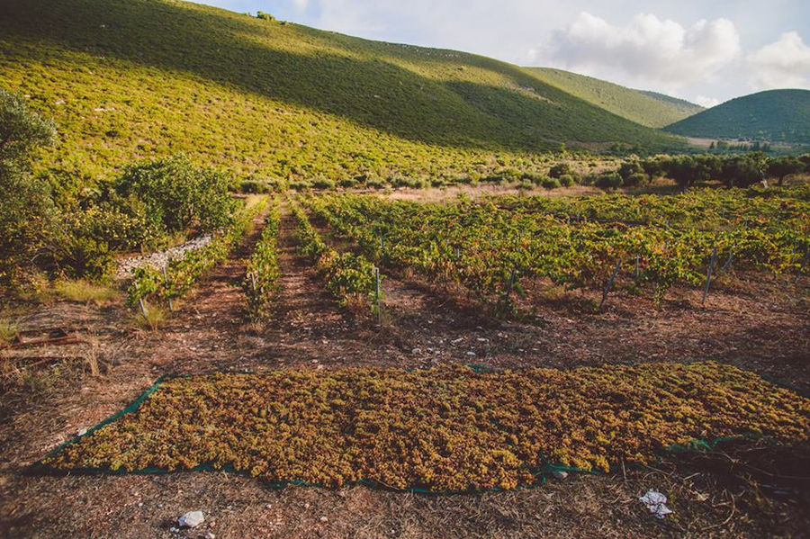 spreading white grapes on blue raffia on the ground buckround of Goumas Estate Art Wine vineyards and mountains