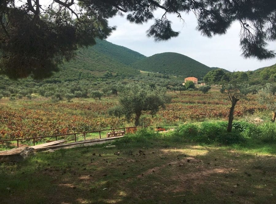far view of olive trees in the buckround of Goumas Estate Art Wine building