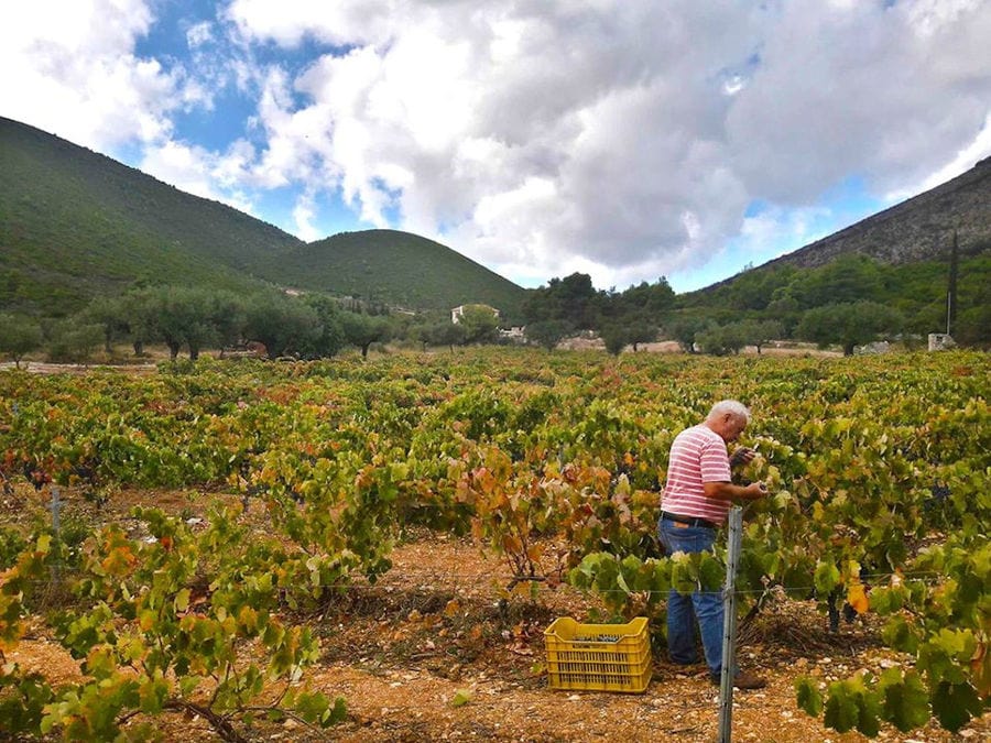 old man picking black grapes at Goumas Estate Art Wine vineyard