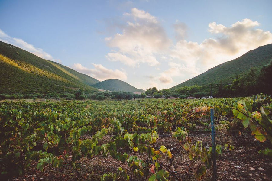 rows of vines at Goumas Estate vineyards in the background of blue sky and mountains