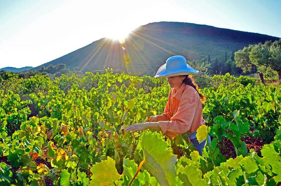 young woman picking black grapes in Goumas Estate vineyard on the sunshine day