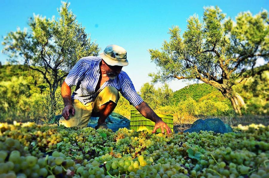 man with hat spreading grapes on the ground on sunshine day at Goumas Estate outside