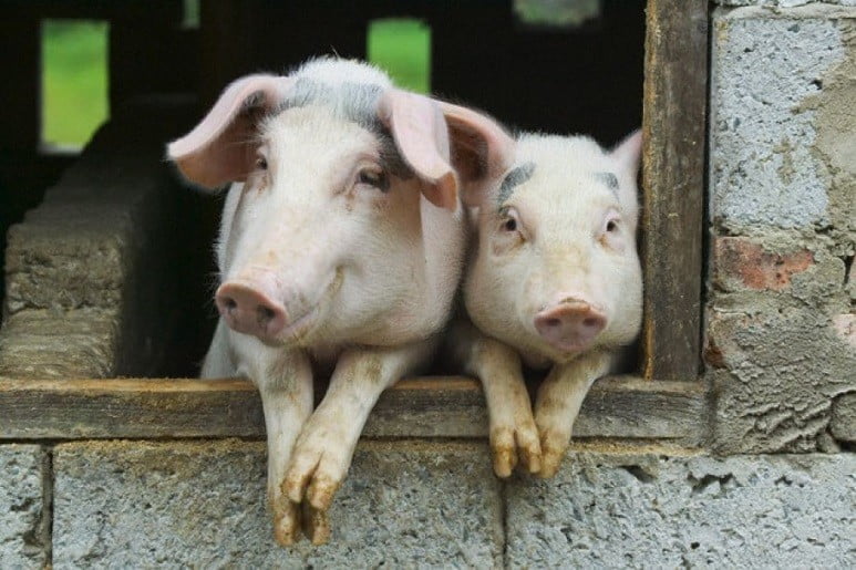 Two pigs on window of pig house with their front paws and watching at the camera before the Greek ‘Hirosfaghia’ custom